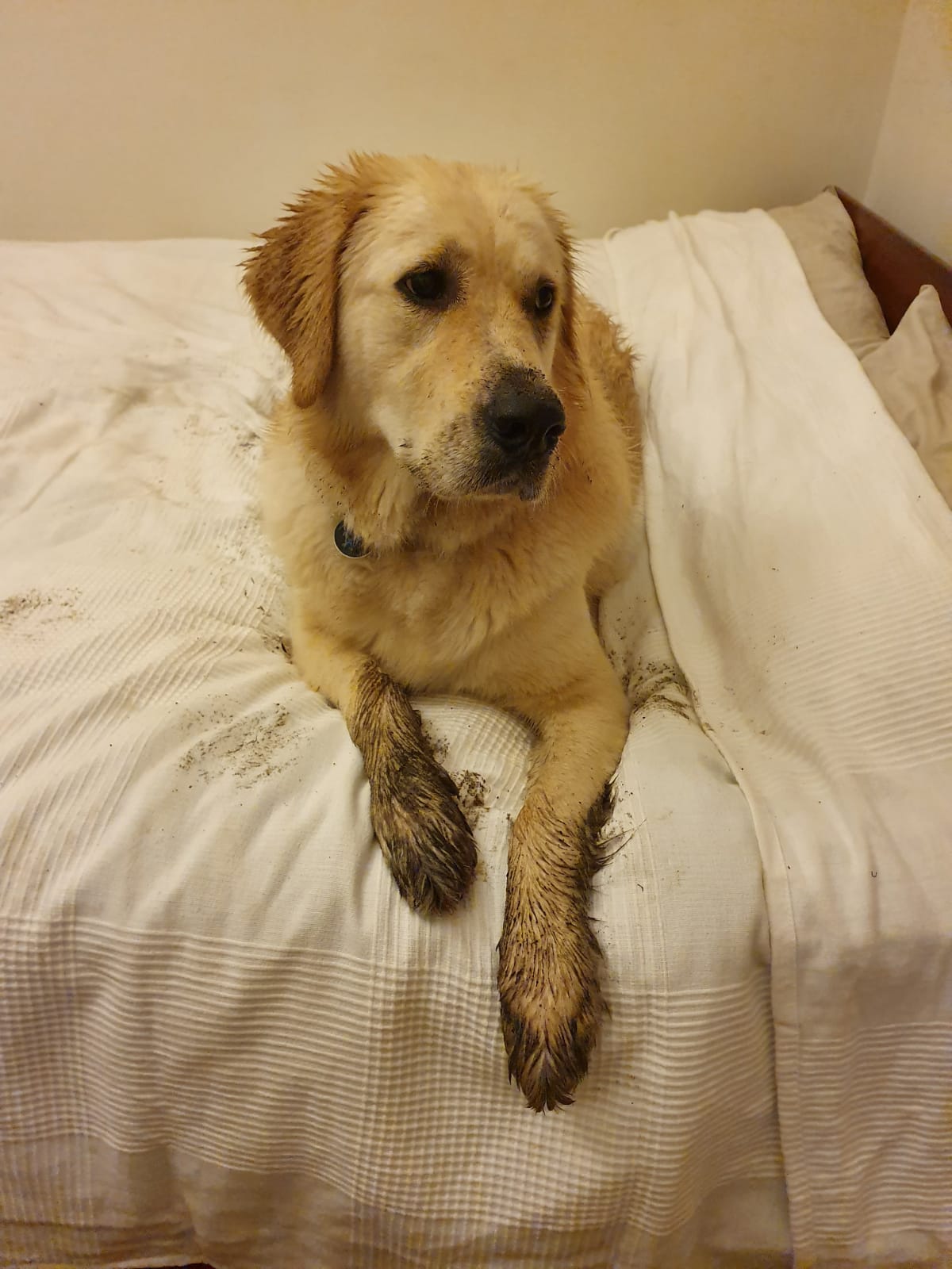 Luna with muddy paws